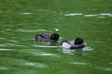 Reiherente (7 von 12).jpg